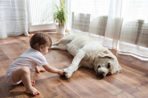Pet friendly floor | Kopp's Carpet & Decorating